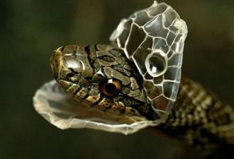 Почему змеи сбрасывают кожу, как и когда они это делают Сколько раз в году змея сбрасывает кожу
