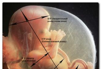 Child development in the womb